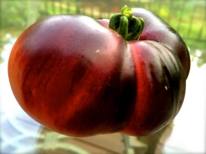 The Indigo Rose Heirloom Tomato